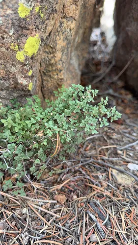 Fendler's False Cloak Fern
