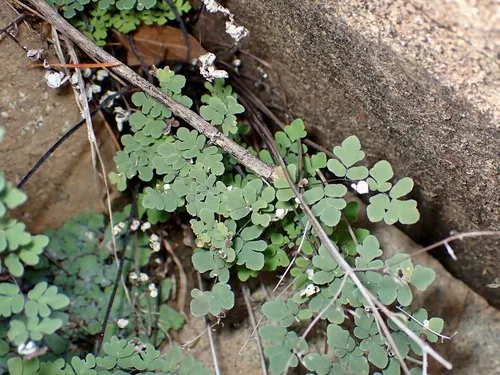 Hairy False Cloak Fern