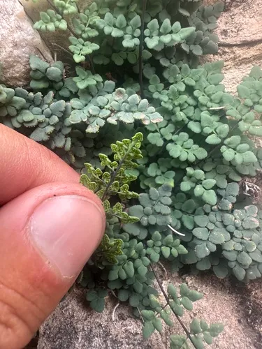 Jones' False Cloak Fern