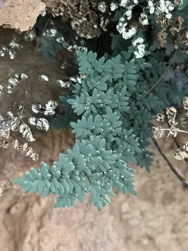 Southwestern False Cloak Fern