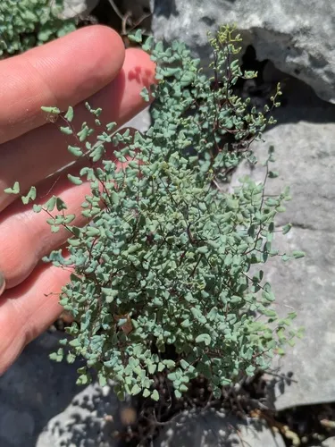 Small-leaf False Cloak Fern