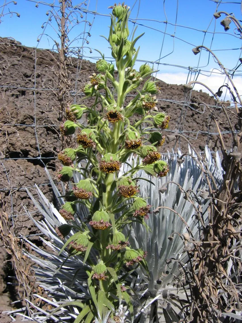 Hawai'i Silversword (subsp. sandwicense) — photo by Karl Magnacca ( KarlM at en.wikipedia )