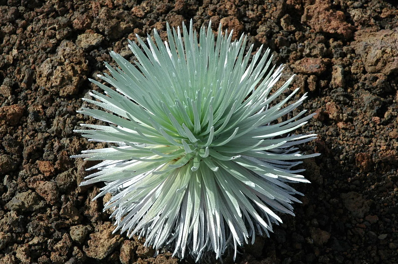 Hawai'i Silversword