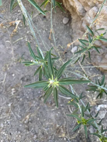 Sonoran Silverbush — photo by aidan-