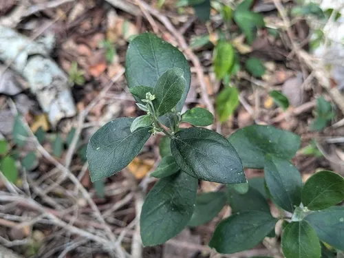 Sharpleaf Silverbush — photo by Franklin Charles Graham IV