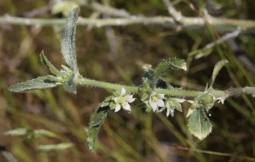 Desert Silverbush