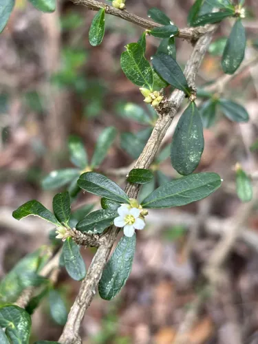 Broom Silverbush