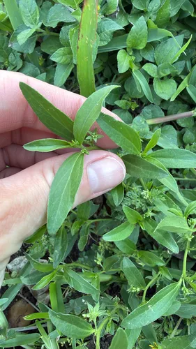 Low Silverbush (var. laevis) — photo by Emily Black