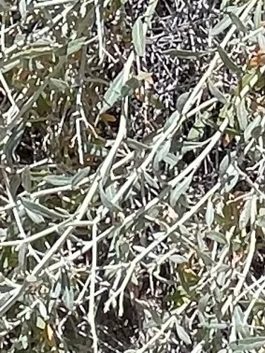 Narrowleaf Silverbush — photo by Bonnie Nickel
