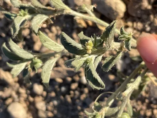 Yuma Silverbush — photo by Alma Delia Giles Guzmán
