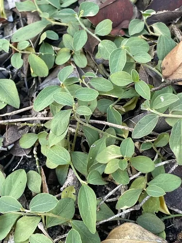 Bluntleaf Silverbush