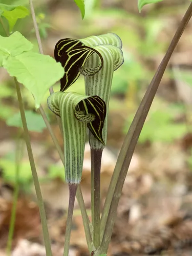 Jack In The Pulpit — photo by Susan Elliott