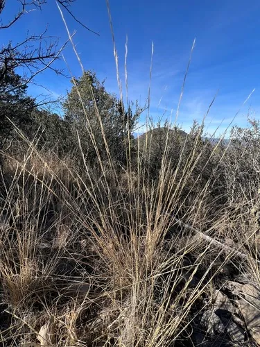Arizona Threeawn