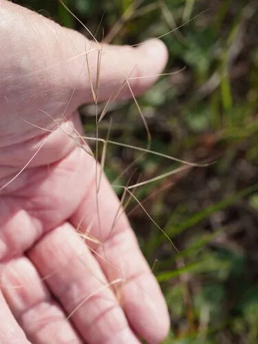 Prairie Threeawn