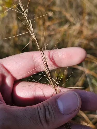 Longleaf Threeawn — photo by Michael R. Ostrowski