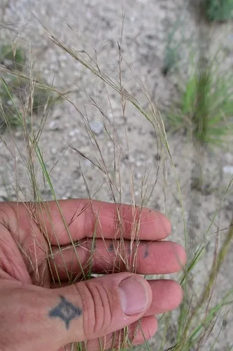 Fendler Threeawn (var. longiseta)