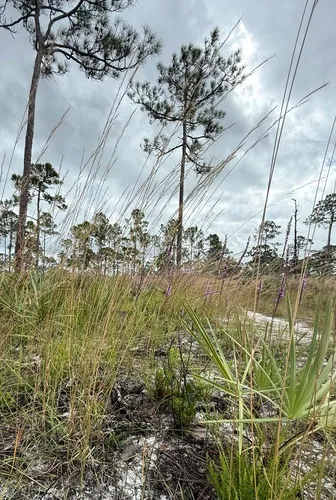 Florida Threeawn — photo by brettbudach