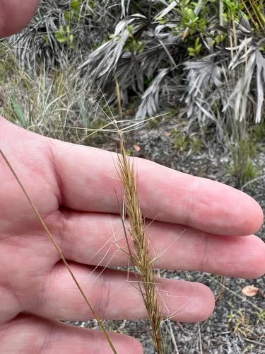 Bottlebrush Threeawn