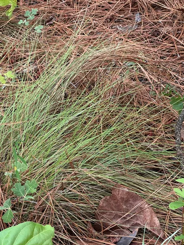 Pineland Threeawn — photo by whitenuthatch