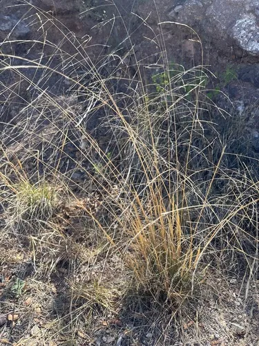 Spidergrass — photo by eamonh