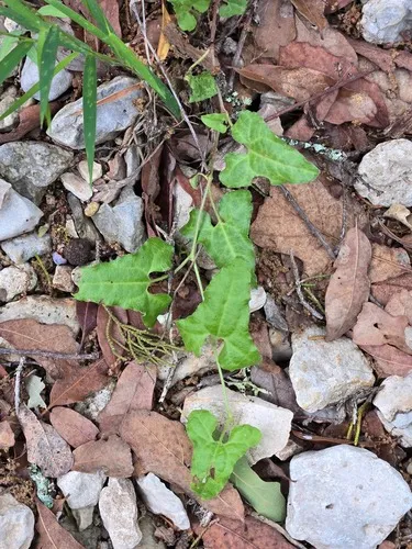 Cory's Dutchman's Pipe