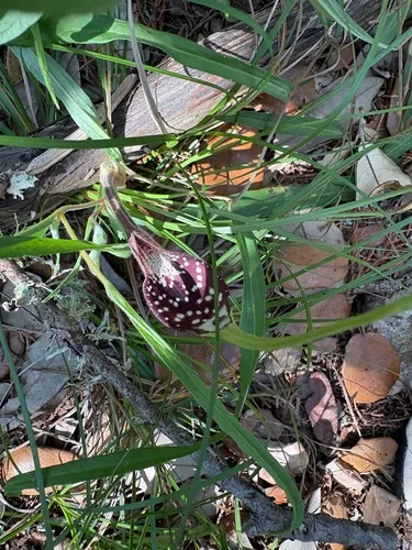 Swanflower
