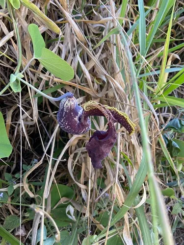 Mottled Dutchman's Pipe — photo by montanhaburigo