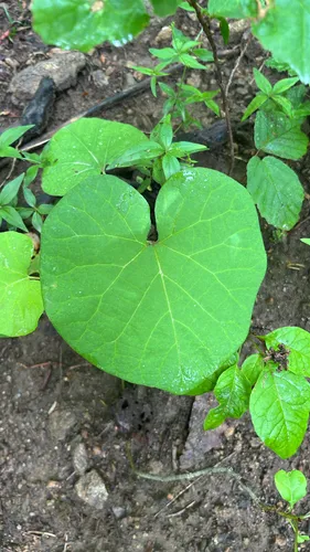 Pipevine