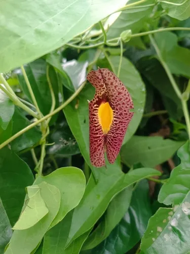 Fragrant Dutchman's Pipe — photo by Eiderson Cabral