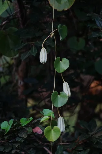 Gaping Dutchman's Pipe — photo by Joseph Thomas