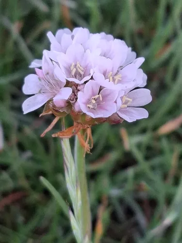 Thrift Seapink