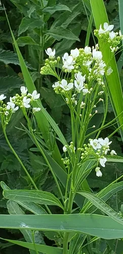 Horseradish — photo by chelsea1953
