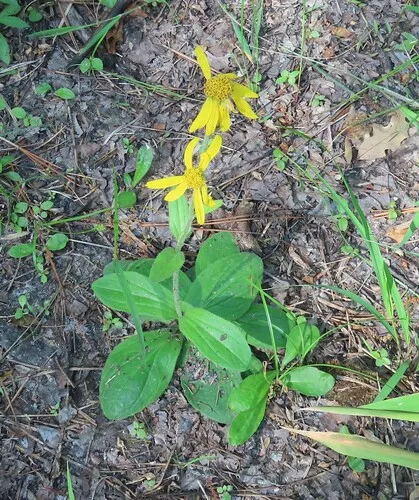 Common Leopardbane