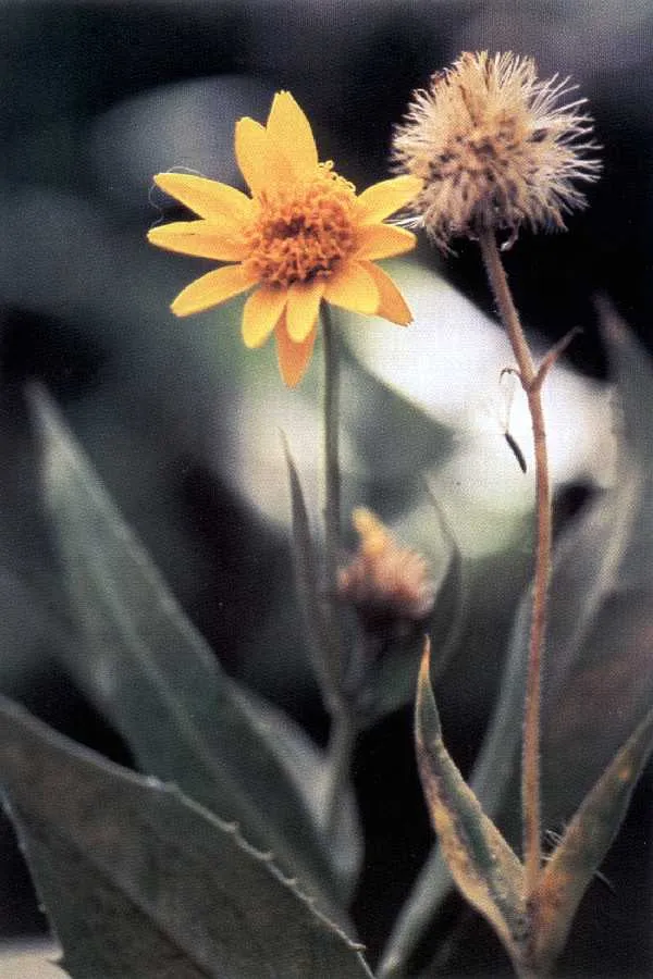 Clasping Arnica