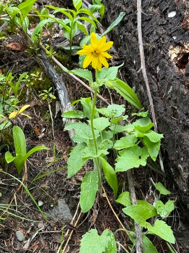 Heartleaf Arnica — photo by troydavis