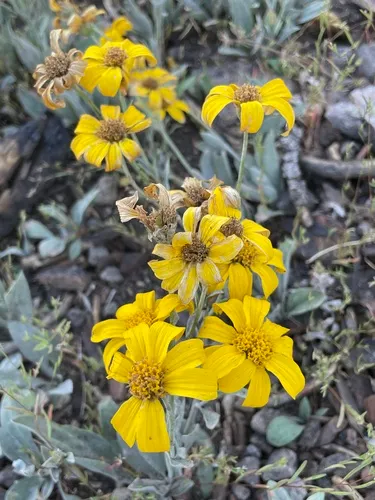 Mock Leopardbane — photo by Patrick Silbey