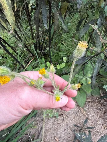 Rayless Arnica — photo by barry_thomson
