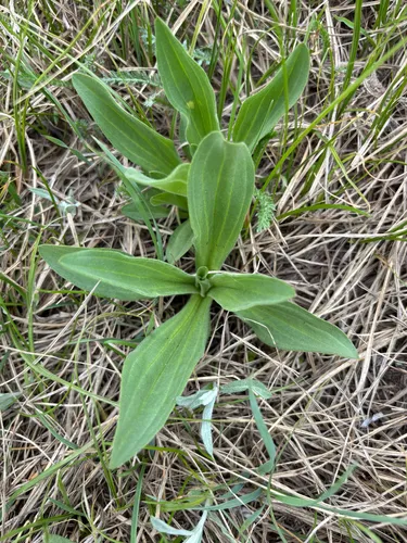 Foothill Arnica