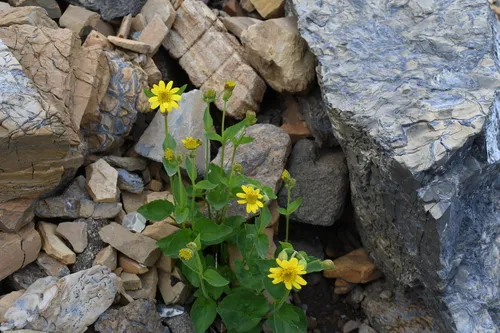 Smallhead Arnica — photo by gman122