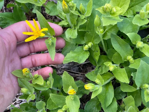 Broadleaf Arnica