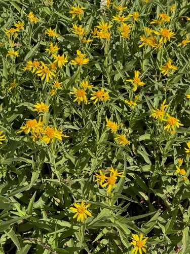 Spearleaf Arnica — photo by Bitty A. Roy