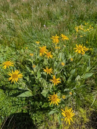 Hairy Arnica