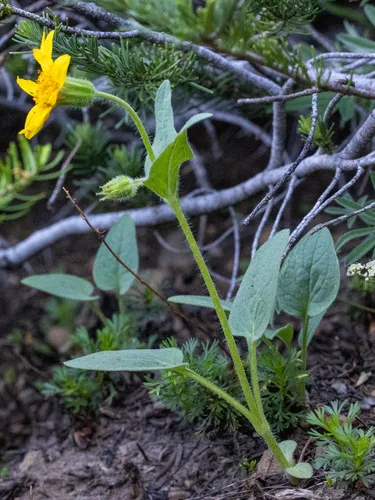 Nevada Arnica — photo by Jeff Ward