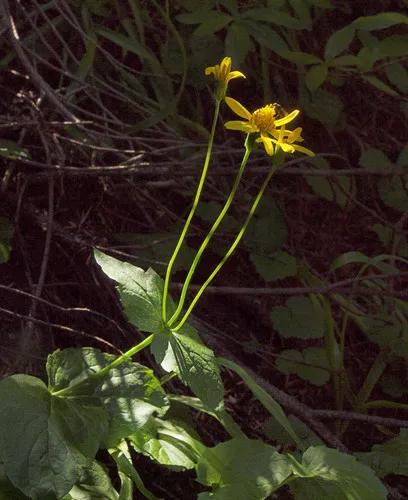 Sticky Leaf Arnica — photo by Susan