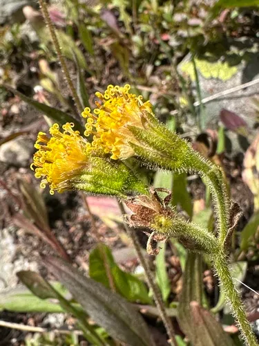 Parry's Arnica — photo by Loraine Yeatts