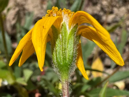 Rydberg's Arnica — photo by Matt Lavin