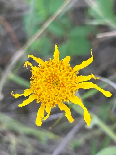 Twin Arnica — photo by okflowersnbugs