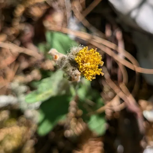Klamath Arnica — photo by Mark Leppin