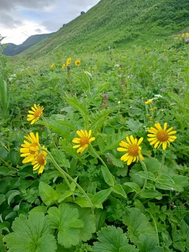 Alaska Arnica