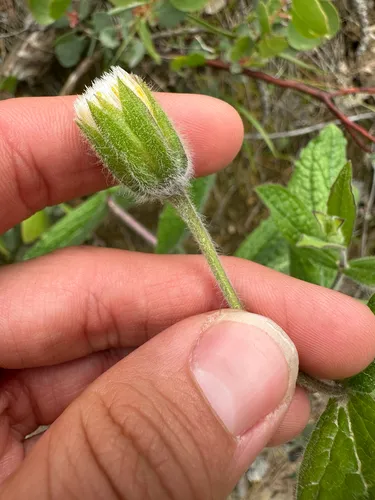 Shasta County Arnica — photo by Kyle Elshoff